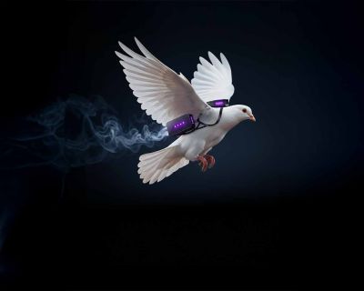 Güvercinlere Beyin Çipi Takıldı: Uzaktan Kontrol Edilen “Canlı Dronlar”