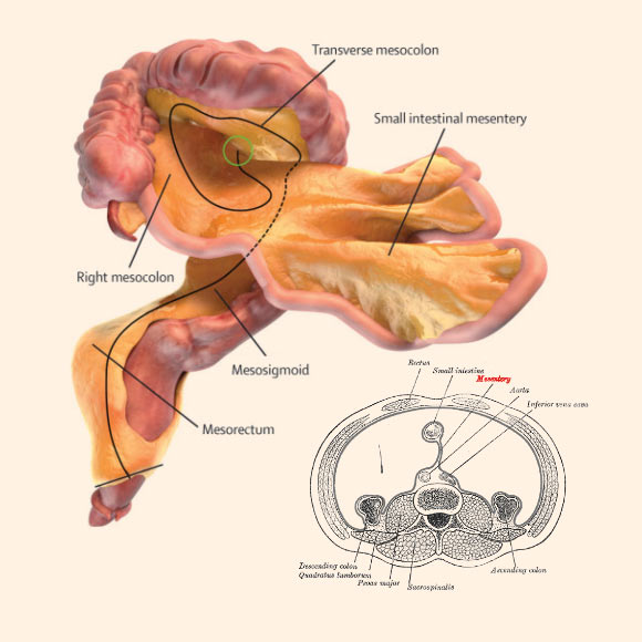 image_4479-Mesentery