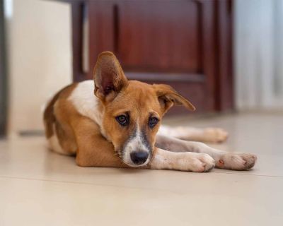 Köpekler Gerçekten Korkuyu Koklayabilir mi?