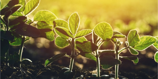 Genetik Düzenleme GDO Sınavından Geçecek Mi Yoksa Kamu Güvensizliğini Mi Arttıracak?