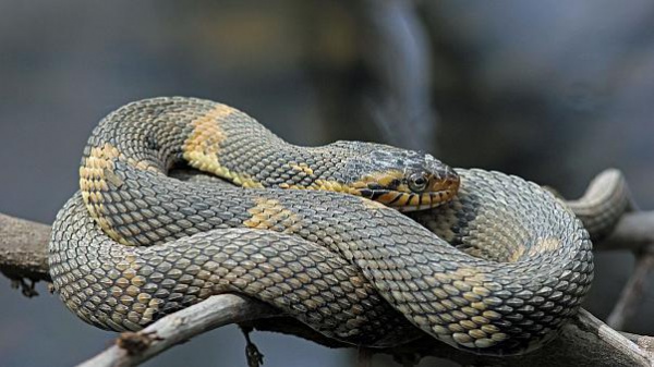 BİLİM İNSANLARI, YILANLARIN ‘ARKADAŞLIK’ KURDUĞUNU KEŞFETTİLER