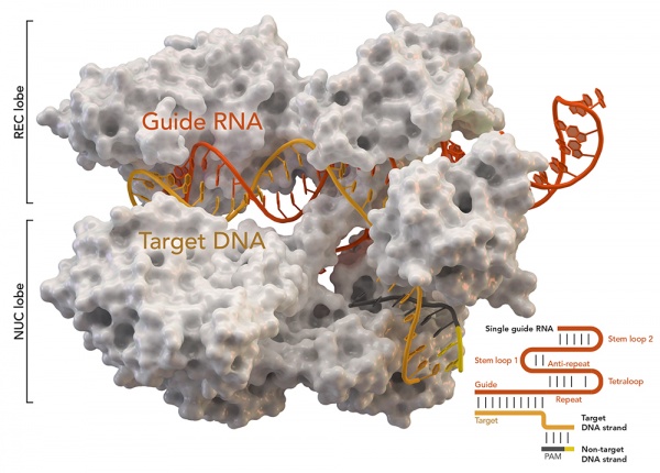 CRISPR Sisteminde Tüm Atomlar Simüle Edildi