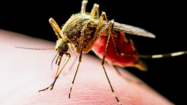 SİVRİSİNEKTEN OLUŞAN KANSER DEDEKTÖRÜ