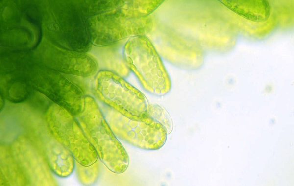 YATAY GEN AKTARIMIYLA BİTKİLER TÜM GENOMLARINI DEĞİŞTİREBİLİYOR