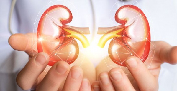 İDRAR HÜCRELERİNDEN MİNİ BÖBREKLER