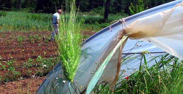 7 bin yıllık buğday umut oldu