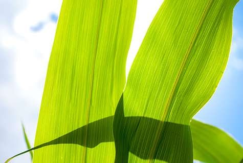 Fotosentez dünya nüfusunun beslenmesini sağlar mı?