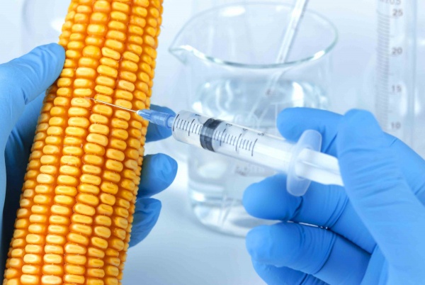 TÜRKİYE’DE GDO İLE İLGİLİ YASAL DÜZENLEMELER