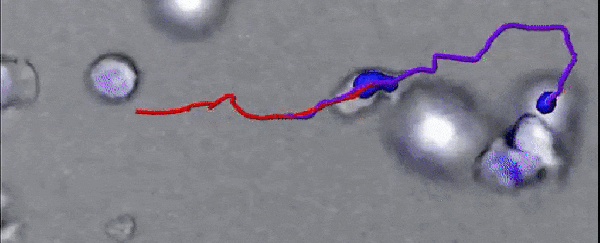 Bağışıklık hücrelerinin doku üzerindeki hareketleri kayda alındı