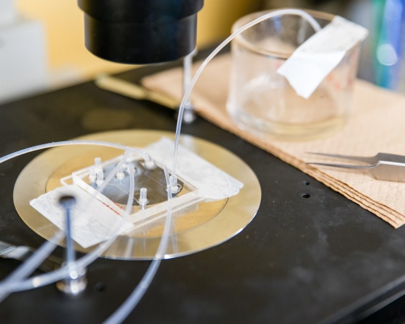 İnsülin Enjeksiyonu Yerine Deniz Yosunundan Elde Edilen Kapsül