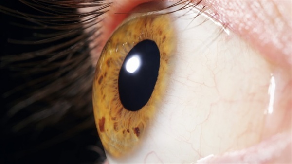 Genetik Aşılama ile Körlüğe Çözüm