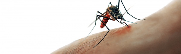 Sivrisineklerin genetiğine müdahale sıtmanın sonunu getirebilir