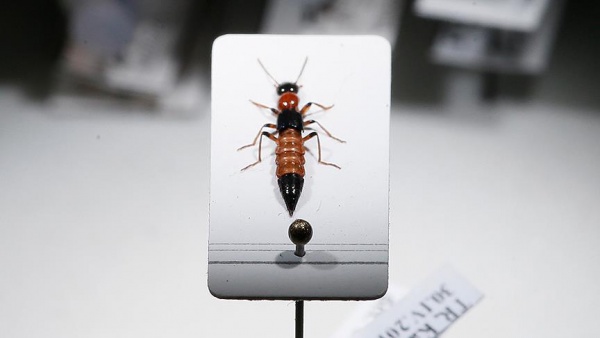 Kansere karşı Paederus böceği zehri, yoksa panzehiri mi?i