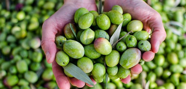 TÜRKİYE'DE ZEYTİN ÇEKİRDEĞİNDEN BİYOPLASTİK ÜRETİLİYOR