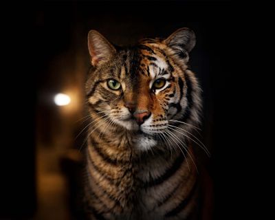 Evcil Kediniz Gerçek Bir Avcı: Bir Kedinin DNA'sının %95,6'sı Bir Kaplanla Aynıdır!