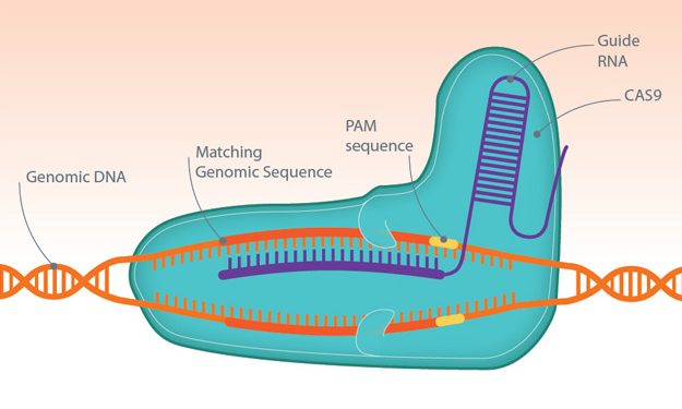 2CRISPR-e1495465756396