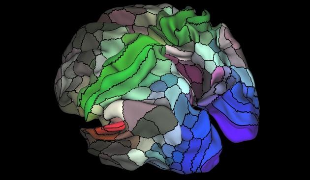 WEB_Glasser_et_al_2016_WholeBrainMidThickness