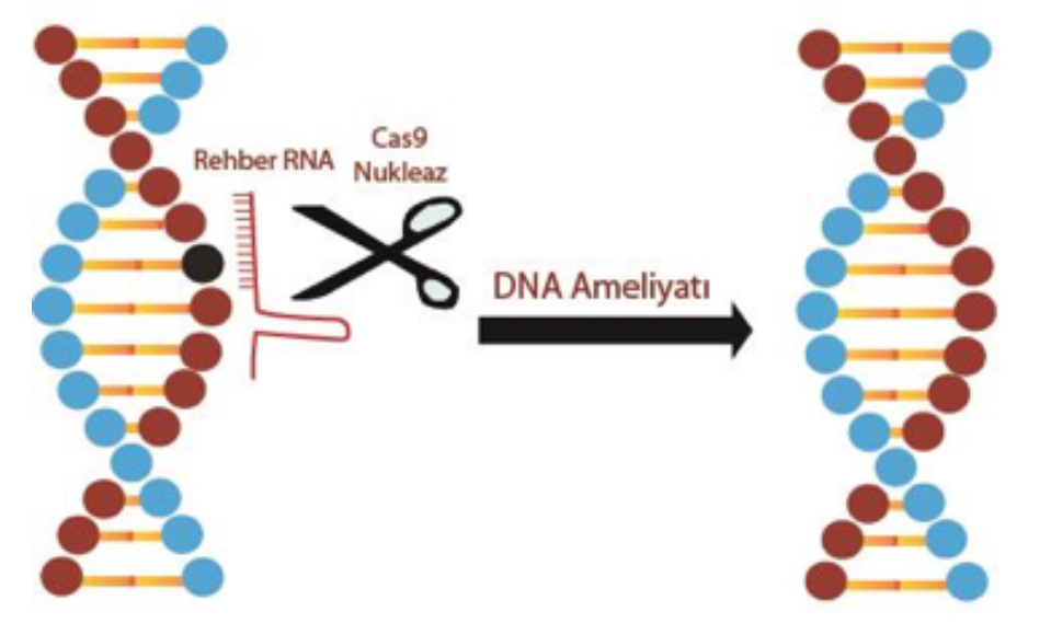 dna_