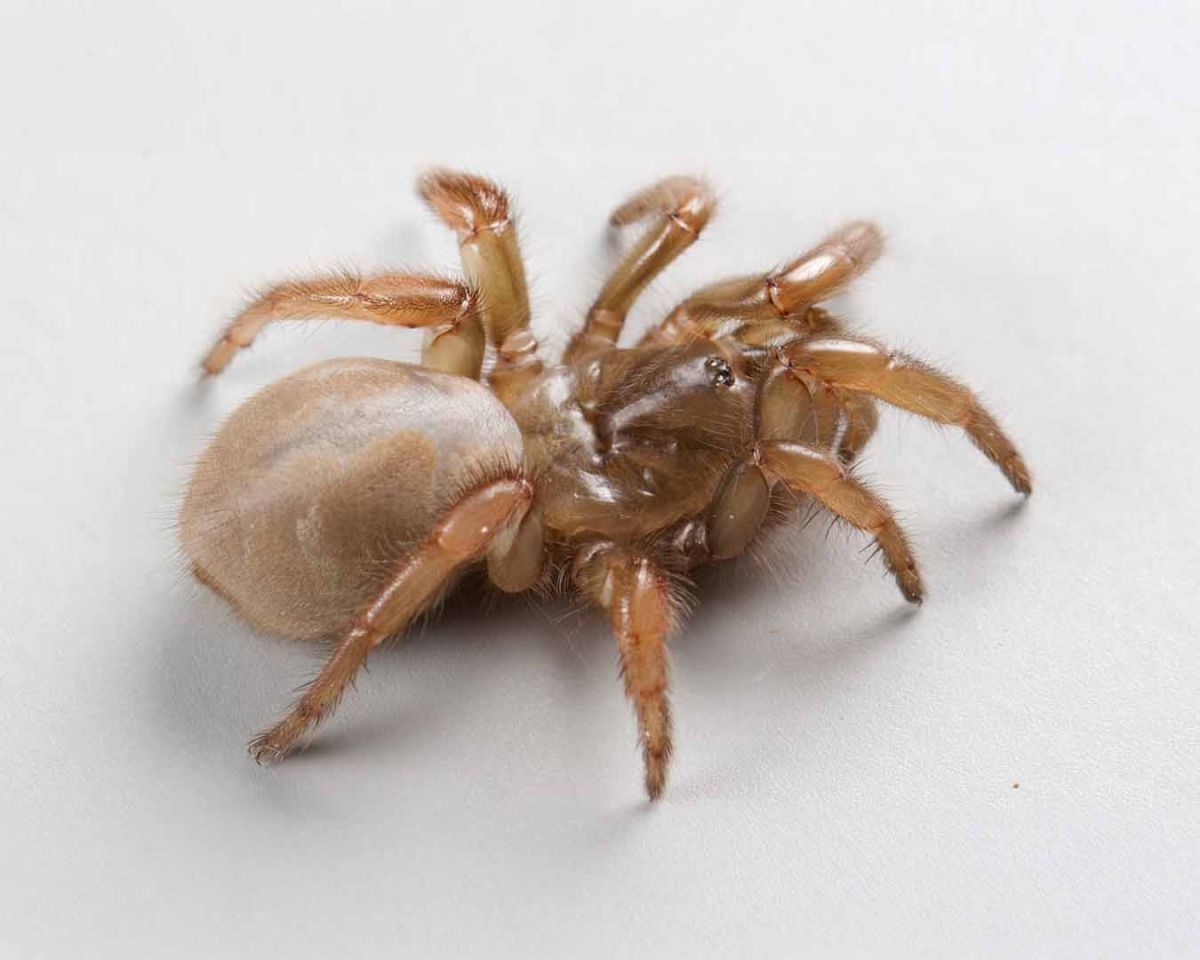 KALİFORNİYA SAHİLLERİNDE YENİ ÖRÜMCEK TÜRÜ BULUNDU