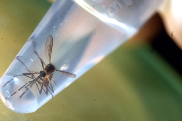 Zika ile mücadelede Genetik Mühedisliği ürünleri sivrisinekler kullanılacak