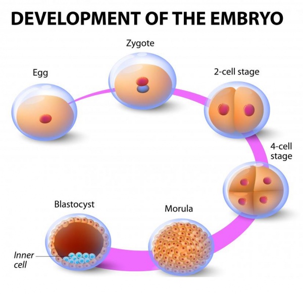 Laboratuvar ortamında kök hücrelerden blastosit benzeri yapılar üretildi